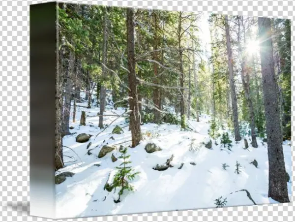 Snowy Wilderness Playground By James Bo Insogna - Snow