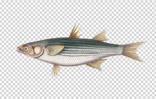 Golden Grey Mullet - Striper Bass