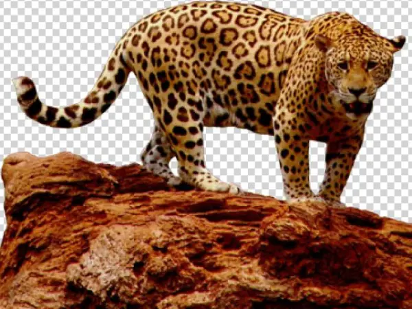 Leopard