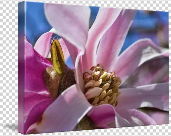 Blossom By Paul Coco - Magnolia