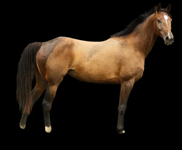 Free Horse Png Images - Stallion