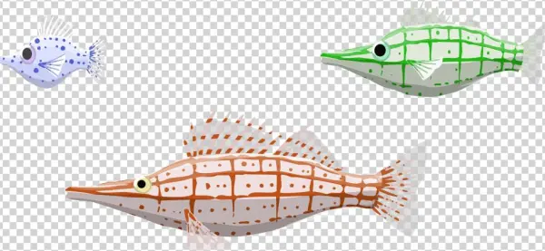 Image Description - Bony-fish