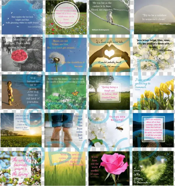 June Social Media Quotes Memes - Flyer