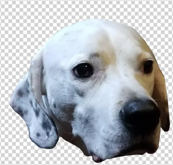 Rozoken - English Foxhound