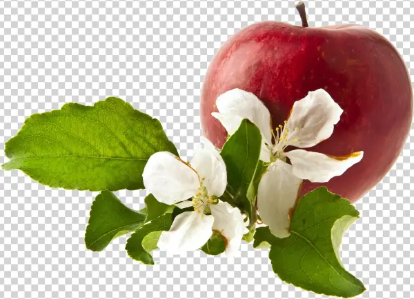 Apple Png Free Commercial Use Images - شکوفه سیب سرخ