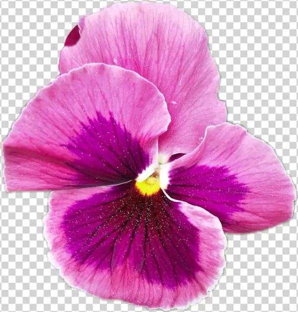 Balloon Sticker - Pansy