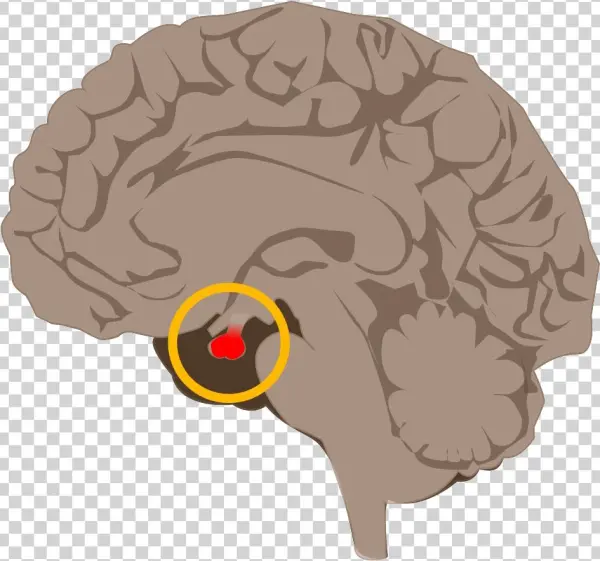 Hypofyza - Illustration