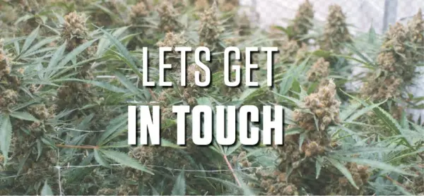 Roy Contact-header - Pine