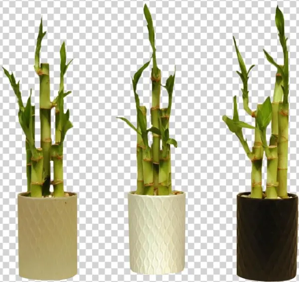 Go To Image - Bamboo