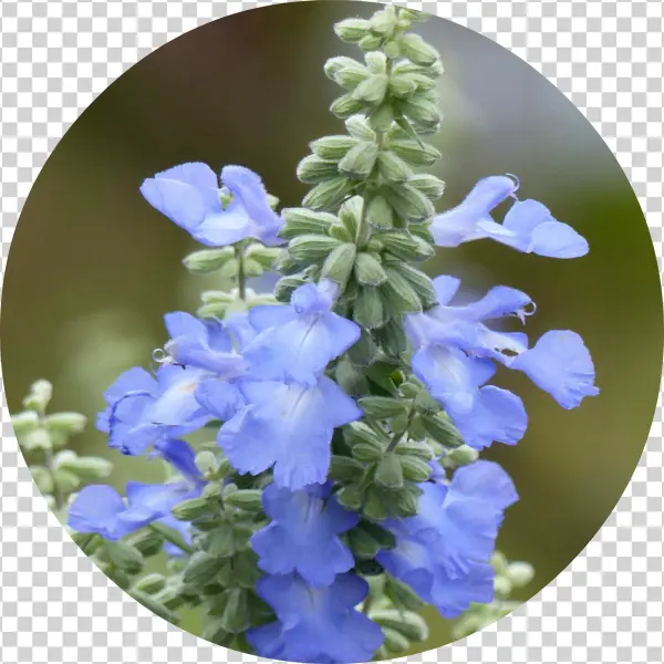 Monkshood Drawing Blue Png Black And White Stock - Azure Blue Sage