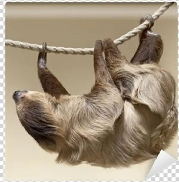 Sloth Color
