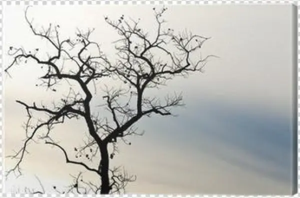 Woodsy Shower Curtain Decor By Ambesonne, A Lonely