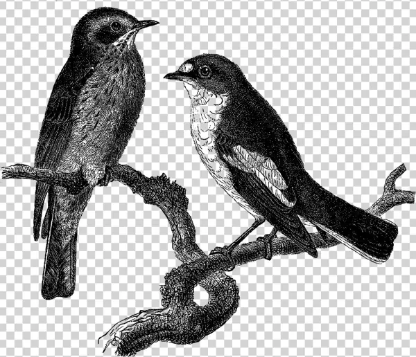 Antique Images - Eastern Kingbird