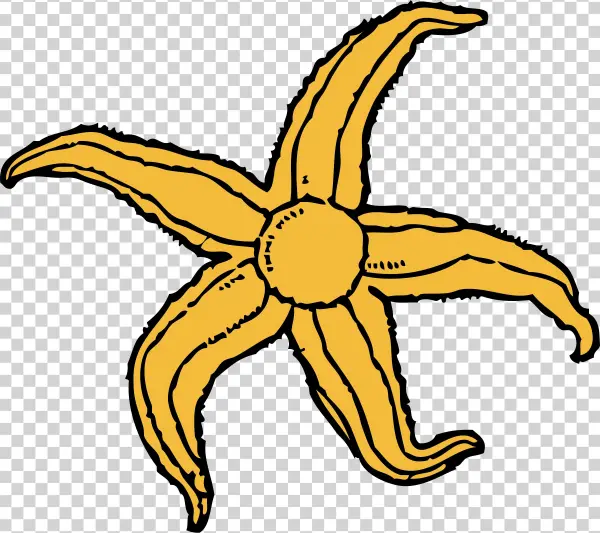 Starfish Png